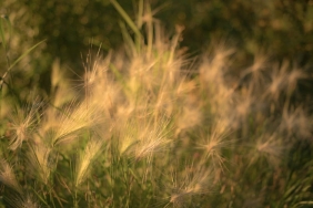 Alg-Cogalmasinda-Sicaklik-ve-Isigin-Belirleyici-Rolu-featured