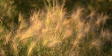 Alg-Cogalmasinda-Sicaklik-ve-Isigin-Belirleyici-Rolu-featured