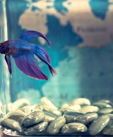 Baliklarda-Nitrit-Zehirlenmesi-Akvaryumlarin-Sessiz-Tehlikesi-featured