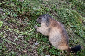 Ova-Sicani-mi-Palyoora-mi-Turler-Arasindaki-Fark-Aciklandi-featured