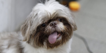 Kopek-Beden-Dilini-Anlamak-Dostunuz-Ne-Demek-Istiyor-featured