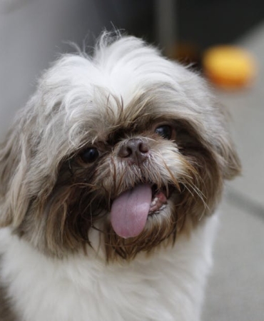 Kopek-Beden-Dilini-Anlamak-Dostunuz-Ne-Demek-Istiyor-featured