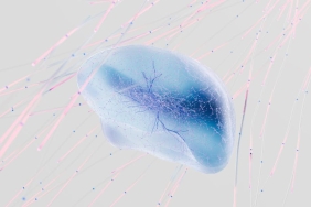 Klitoris-Sinirlerinin-Ilk-3D-Haritasi-Tip-Dunyasinda-Yeni-Bir-Donem-featured