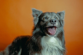 Kopeklerde-Dikkat-Eksikligi-ve-Hiperaktivite-Bozuklugu-DEHB-Olabilir-mi-featured