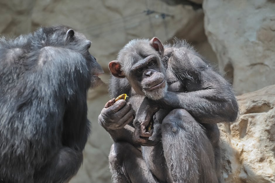 Sempanzeler-Arasinda-Tarihi-Catisma-Kanyawara-Grubu-Yok-Edildi-featured